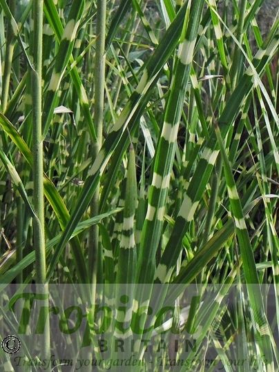 Miscanthus sinensis 'Zebrinus'