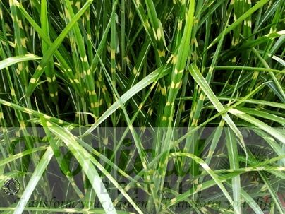 Miscanthus sinensis 'Zebrinus'