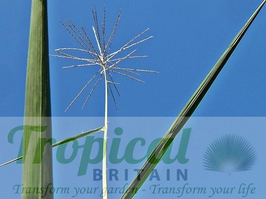 Miscanthus x giganteus