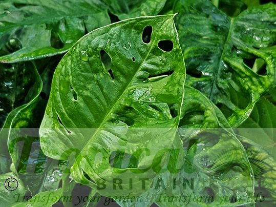 Monstera adansonii