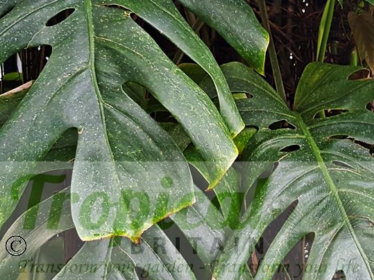 Monstera deliciosa