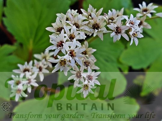 Mukdenia rossii 'Karasuba'