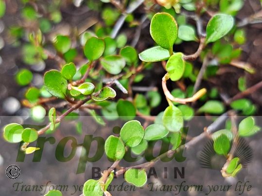 Muehlenbeckia axillaris