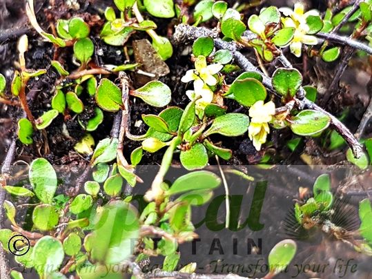 Muehlenbeckia axillaris - the tiniest of flowers