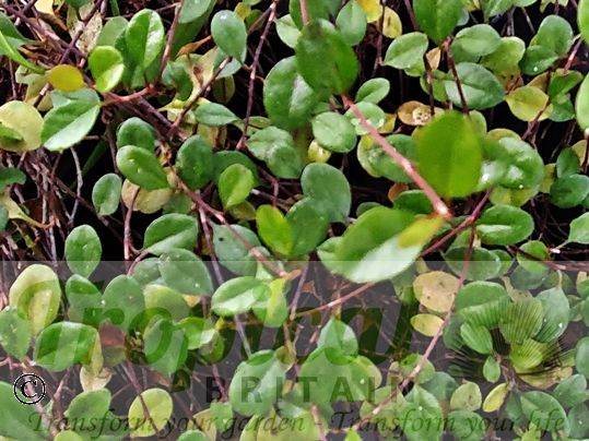 Muehlenbeckia axillaris