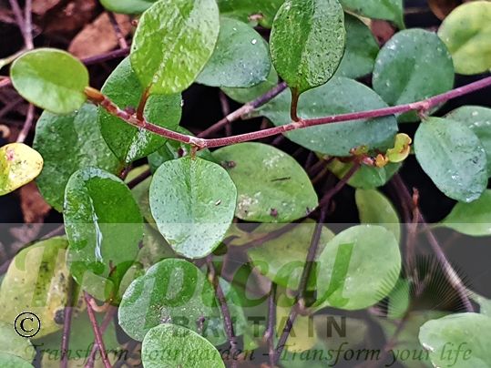 Muehlenbeckia axillaris