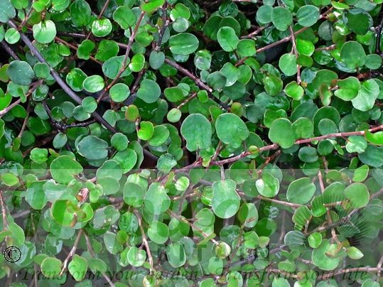 Muehlenbeckia complexa
