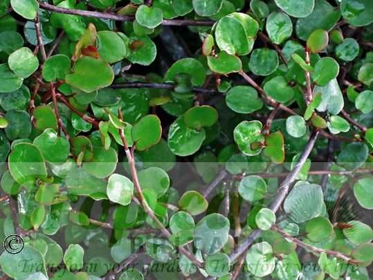Muehlenbeckia complexa