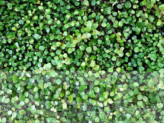 Muehlenbeckia complexa
