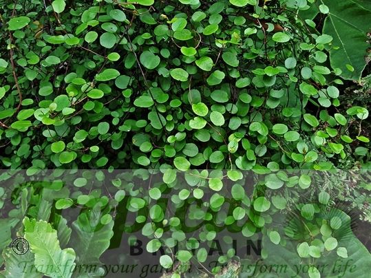 Muehlenbeckia complexa