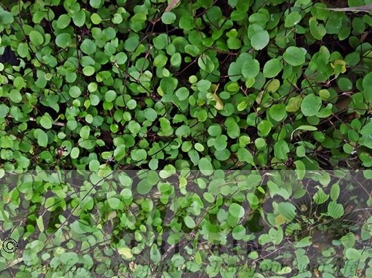 Muehlenbeckia complexa