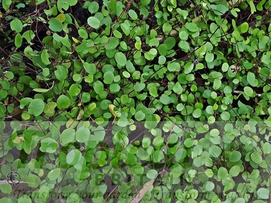 Muehlenbeckia complexa