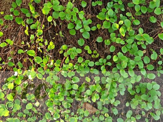 Muehlenbeckia complexa