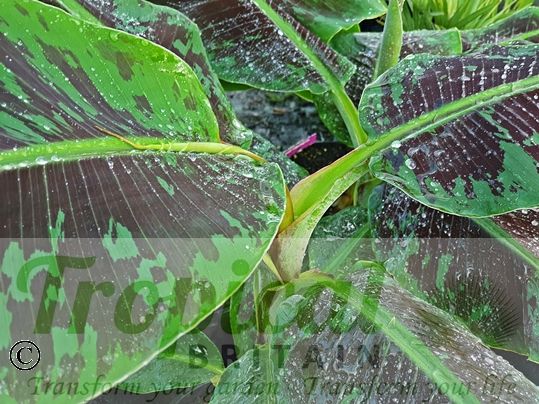 Musa (AAA group) 'Dwarf Cavendish'