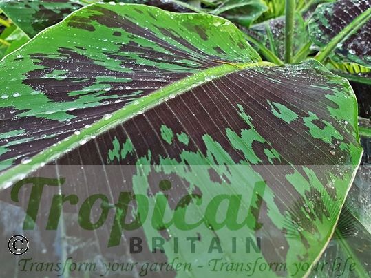Musa (AAA group) 'Dwarf Cavendish'