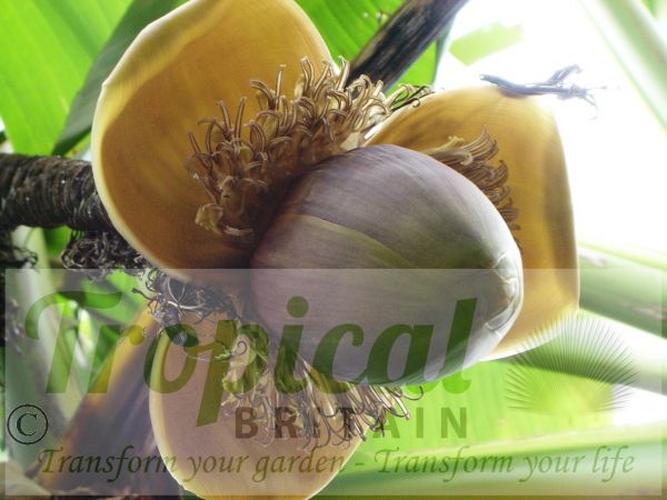 Musa basjoo inflorescence