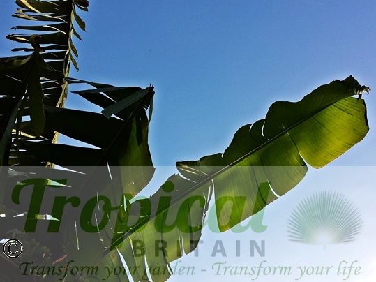 Musa basjoo - another glorious day in Tropical Britain...