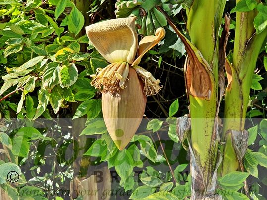 Musa basjoo - inflorescence and flowers