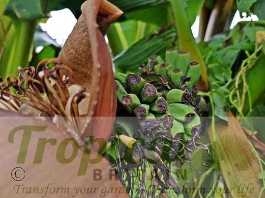 Musa basjoo - fruits (inedible)