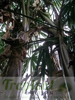 Musa basjoo - in the snow : In a very sheltered position the pseudostems can survive unprotected through the winter