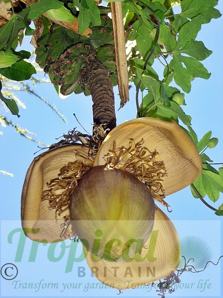 Musa basjoo - a lovely bunch of bananas, unfortunately not edible