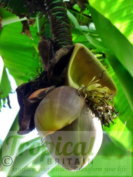 Musa basjoo - inflorescence