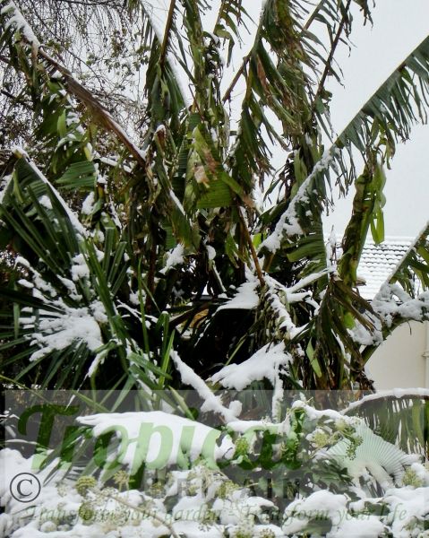 Musa basjoo - in the snow