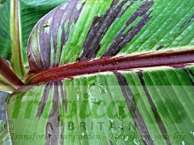 Musa sikkimensis