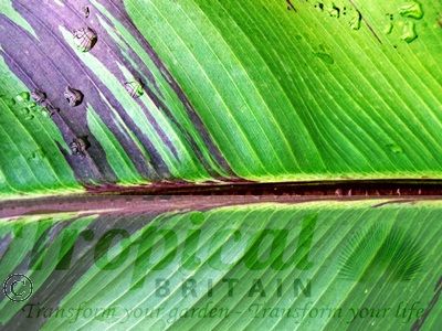 Musa sikkimensis