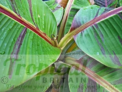 Musa sikkimensis
