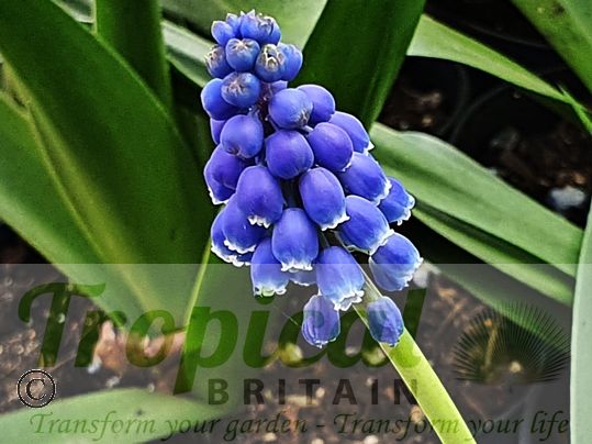 Muscari armeniacum