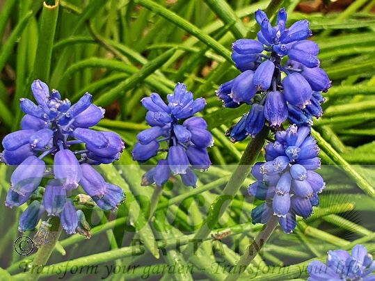 Muscari armeniacum