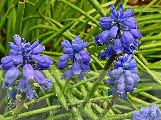 Muscari armeniacum from Tropical Britain - Grape Hyacinth