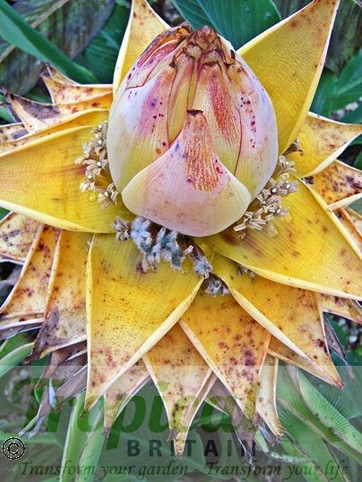 Ensete lasiocarpum (Syn: Musella lasiocarpa)