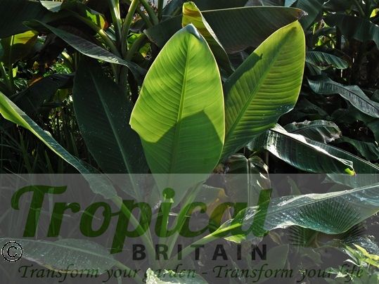 Ensete lasiocarpum (Syn: Musella lasiocarpa)
