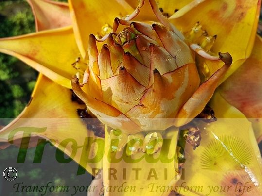 Ensete lasiocarpum (Syn: Musella lasiocarpa)