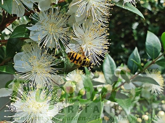 Myrtus communis