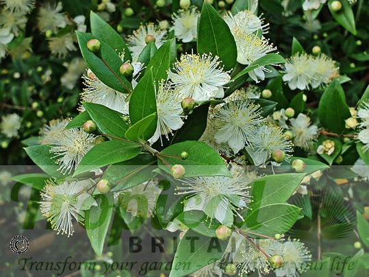 Myrtus communis