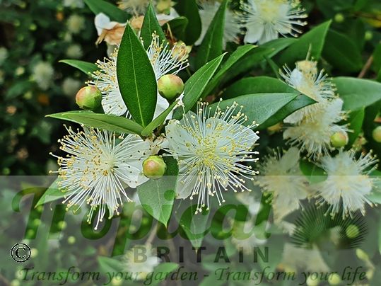 Myrtus communis