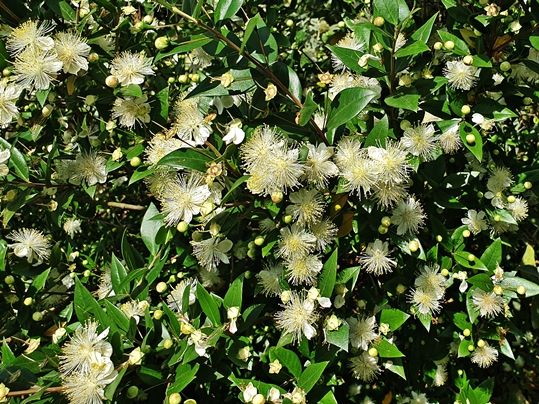 Myrtus communis