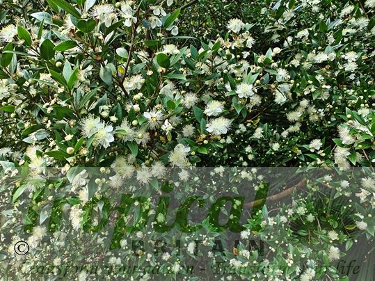 Myrtus communis