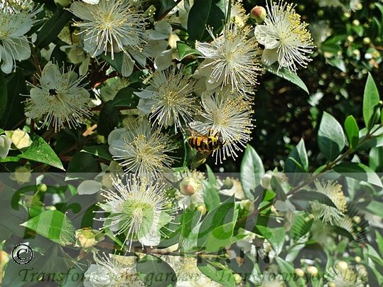 Myrtus communis