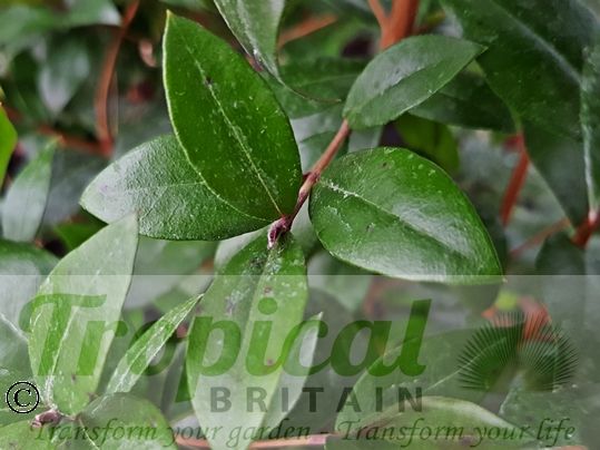 Myrtus communis