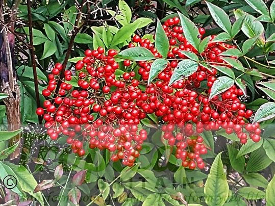 Nandina domestica