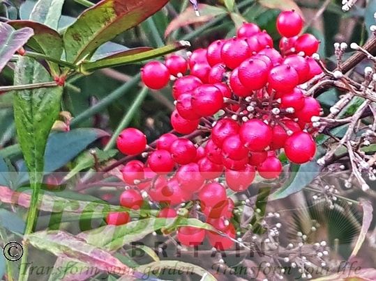 Nandina domestica