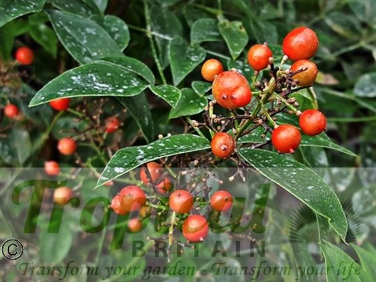 Nandina domestica - bright red berries in autumn