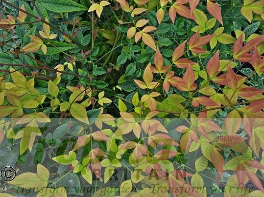 Nandina domestica - the new growth in Spring is particularly beautiful