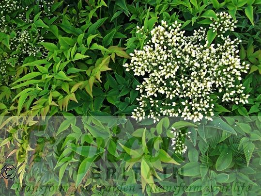Nandina domestica
