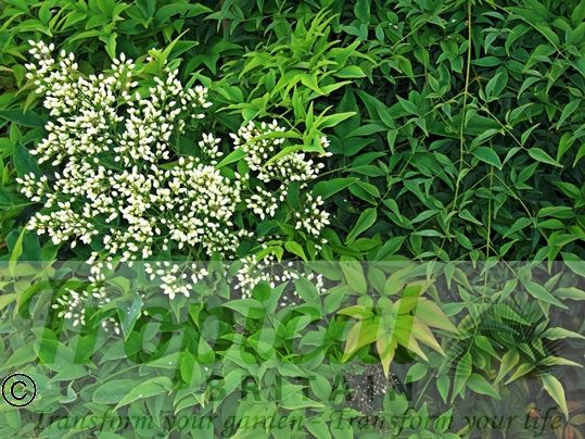 Nandina domestica