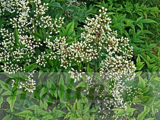 Nandina domestica